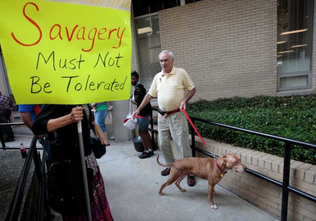 A scarred but friendly pit bull named “Louis Vuitton” was the star witness 