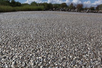 thousands of dead fish in