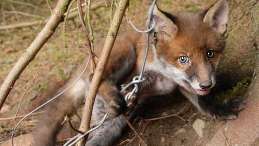 OneKind  Snares uncovered: Killers in the countryside 