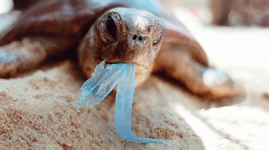 Ever more deadly plastic waste is accumulating in the oceans. (photo: Ron Prendergast)