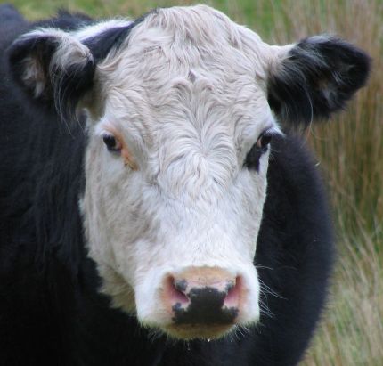 Cow_face,_Otago_Peninsula,_NZ